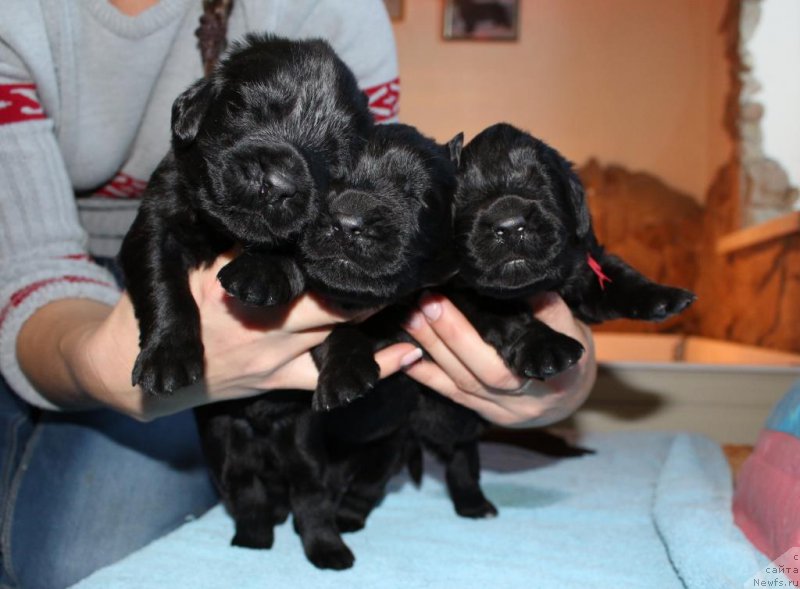 Фотография № 198537