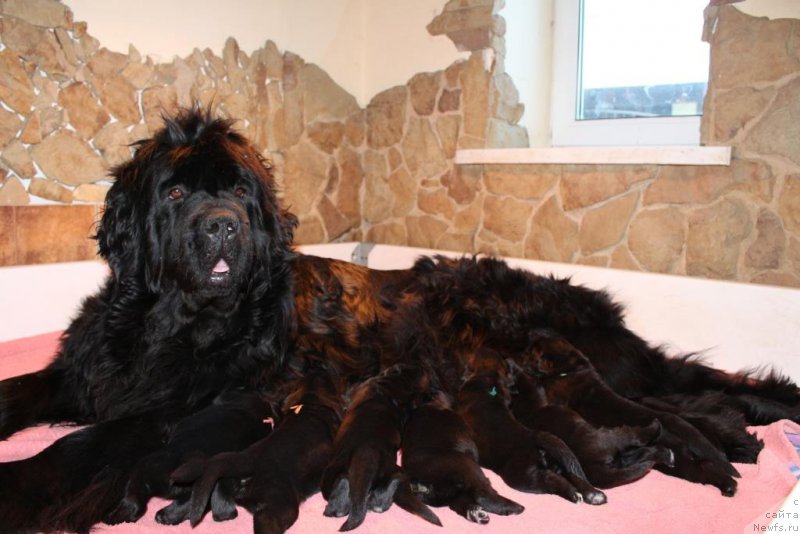 Фотография № 198538