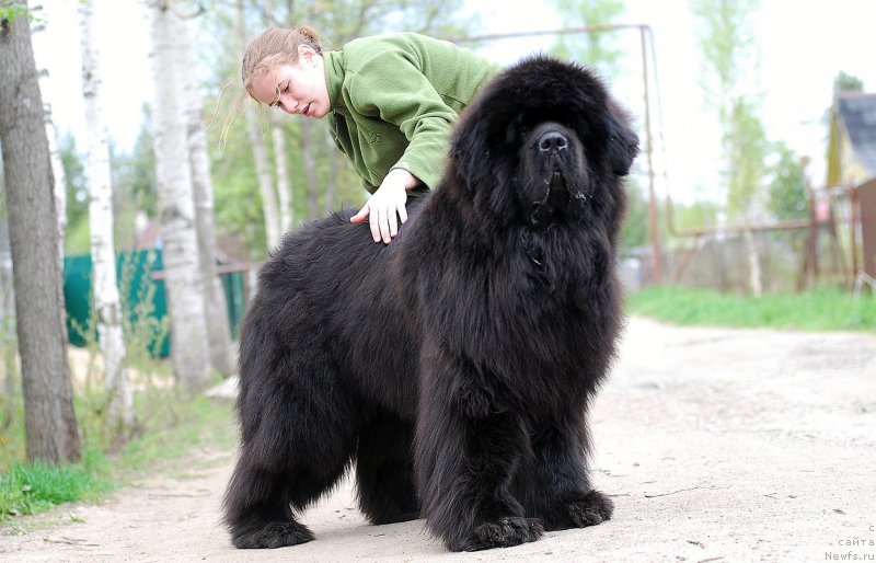 Фото: ньюфаундленд Greatfire Stalker iz Volotova