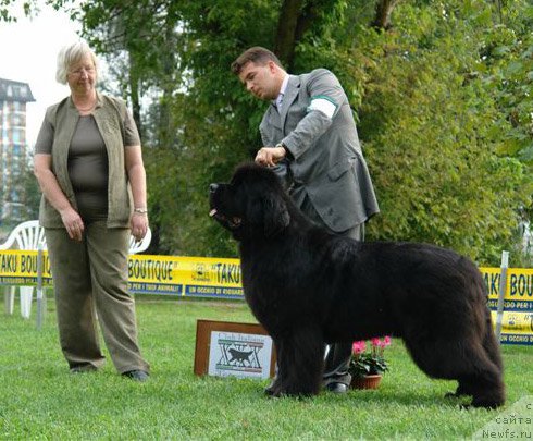 Фото: ньюфаундленд Skippers Emperior King of Helluland