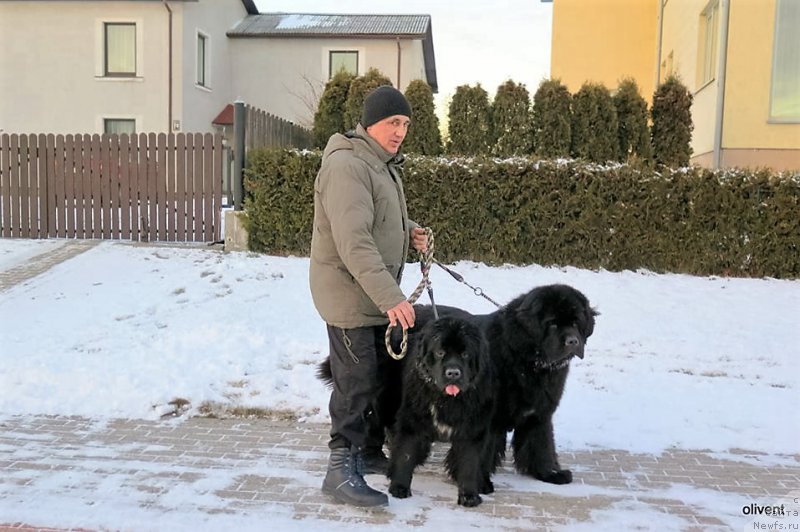 Фото: ньюфаундленд Ballada Zvezdnogo Dara s Berega Dona (Баллада Звездного Дара с Берега Дона), ньюфаундленд Zvezdnij Dar Agassi (Звездный Дар Агасси)