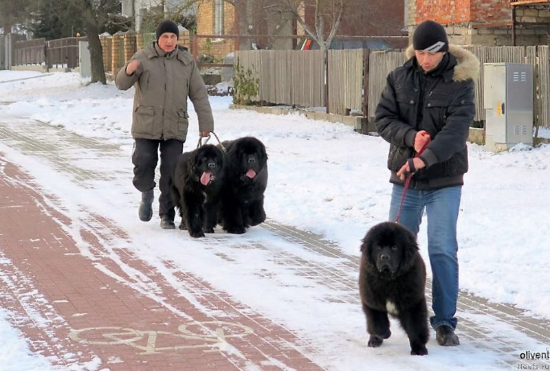 Фото: ньюфаундленд Ballada Zvezdnogo Dara s Berega Dona (Баллада Звездного Дара с Берега Дона), ньюфаундленд Zvezdnij Dar Agassi (Звездный Дар Агасси), Zvezdnij Dar Brittani