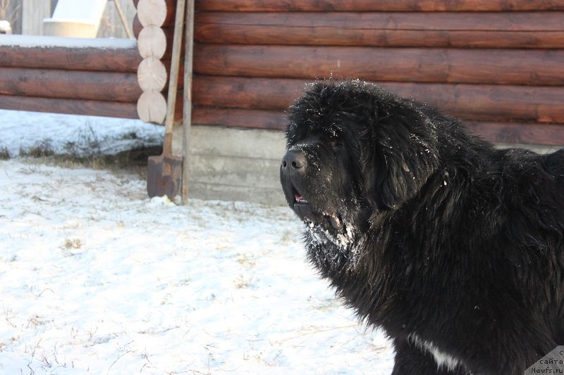 Фото: ньюфаундленд Super Bizon Liliman (Супер Бизон Лилимэн)