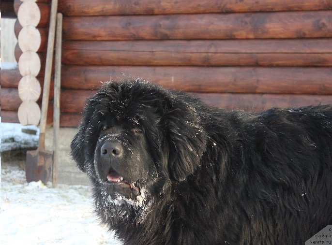 Фото: ньюфаундленд Super Bizon Liliman (Супер Бизон Лилимэн)