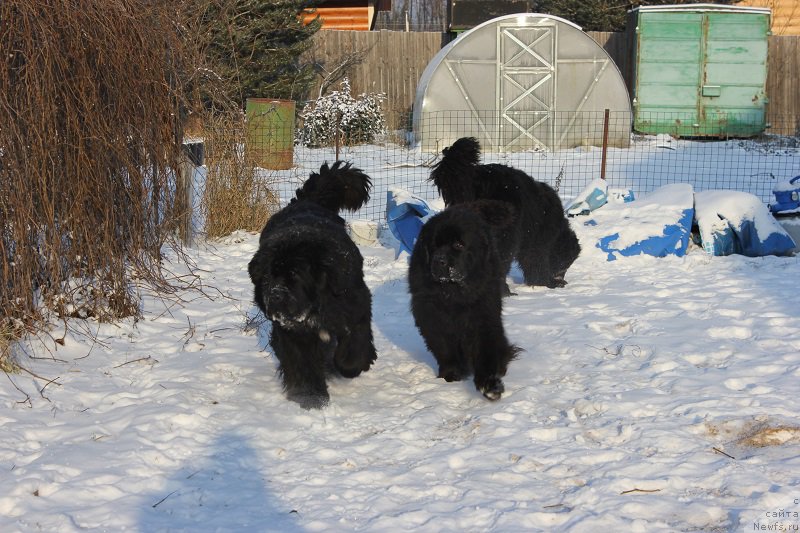 Фото: ньюфаундленд Super Bizon Liliman (Супер Бизон Лилимэн), ньюфаундленд Grand Byebi Ariadna (Гранд Бэби Ариадна)