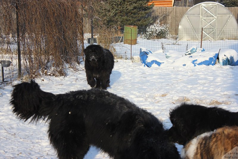 Фото: ньюфаундленд Toptyijka Siyanie ot Aysberga (Топтыжка Сияние от Айсберга)