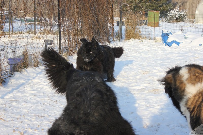 Фото: ньюфаундленд Toptyijka Siyanie ot Aysberga (Топтыжка Сияние от Айсберга)