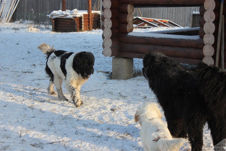 Фото: ньюфаундленд Jador Le Perle Nuar (Жадор Ле Перле Нуар), ньюфаундленд Markiz Maximilien de Mark (Маркиз Максимельен Де Марк)