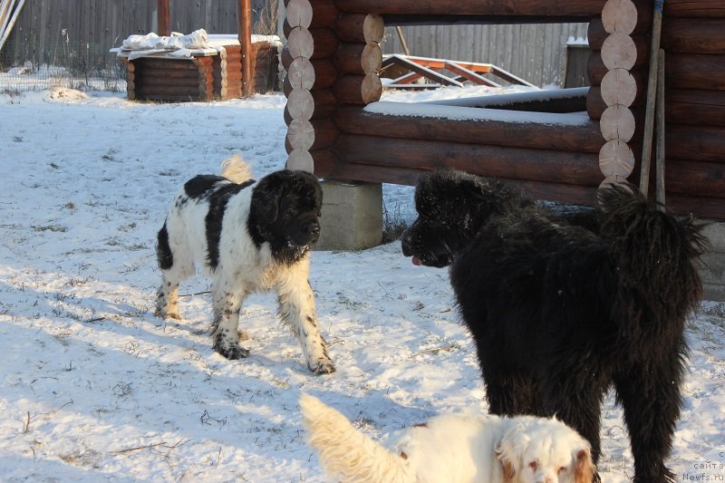 Фото: ньюфаундленд Jador Le Perle Nuar (Жадор Ле Перле Нуар), ньюфаундленд Markiz Maximilien de Mark (Маркиз Максимельен Де Марк)
