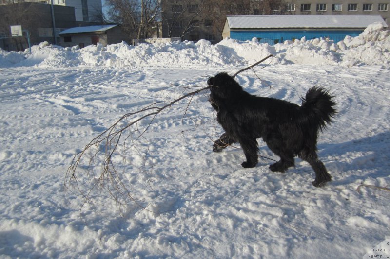 Фото: ньюфаундленд Super Premium Porshe (Супер Премиум Порше)
