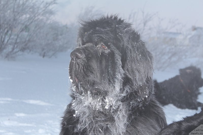 Фото: ньюфаундленд King of Helluland You Shock Me