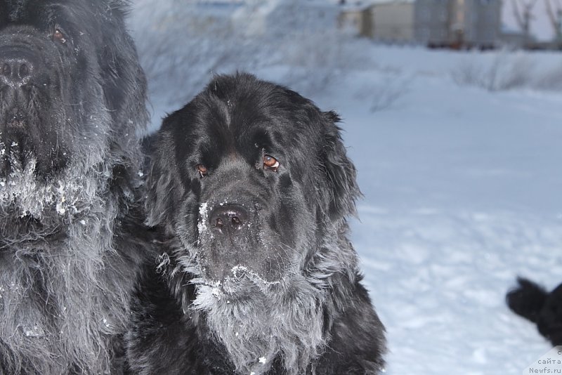Фото: ньюфаундленд Anabelle Kvin of zye Mountayns (Анабелле Квин оф зэ Моунтайнс)