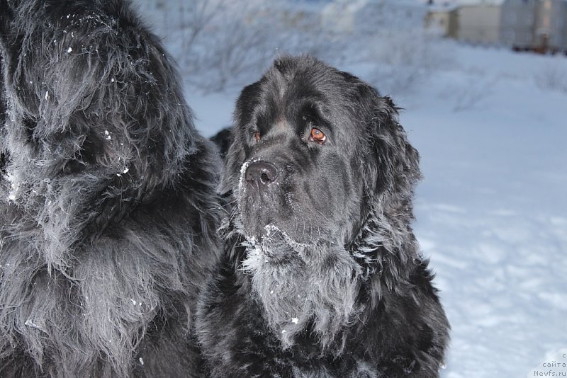 Фото: ньюфаундленд Anabelle Kvin of zye Mountayns (Анабелле Квин оф зэ Моунтайнс)