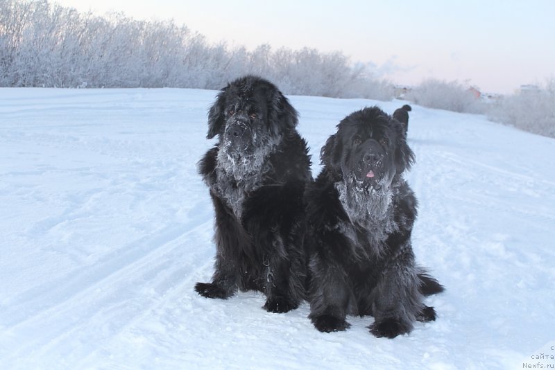 Фото: ньюфаундленд Gloriya Grand Blek (Глория Гранд Блек), ньюфаундленд YAntarnaya Mechta (Янтарная Мечта)
