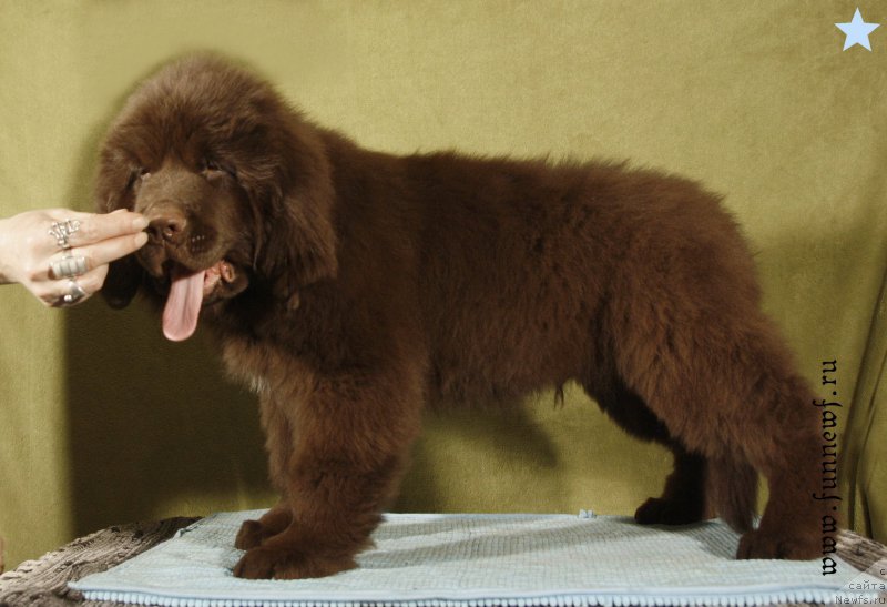 Фотография № 198599