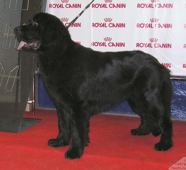 Фото: ньюфаундленд Mag Ispolin Ejevika (Маг Исполин Ежевика)