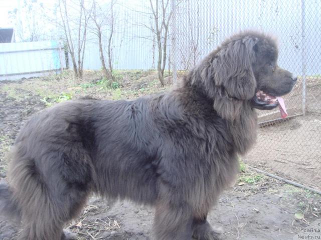 Фото: ньюфаундленд Severtan Svetskaya L'vica (Севертан Светская Львица)