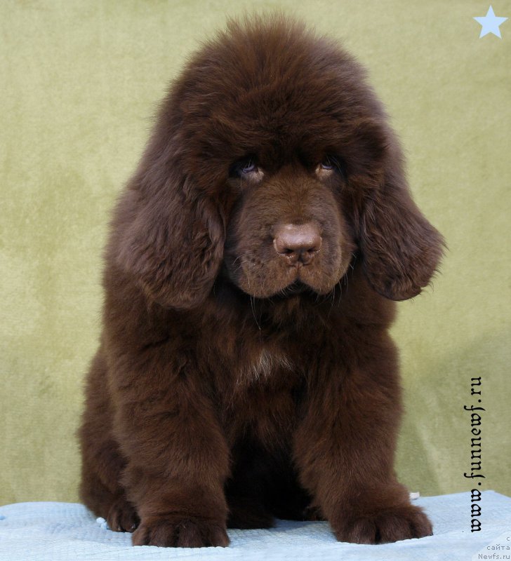 Фотография № 198602