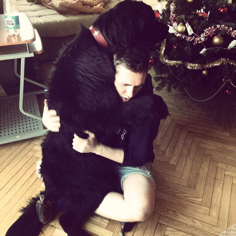 Фото: ньюфаундленд Ceya SHik (Цея Шик)