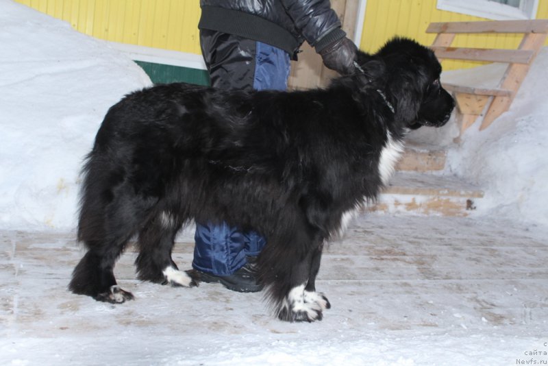 Фото: ньюфаундленд Lilli Byet (Лилли Бэт)