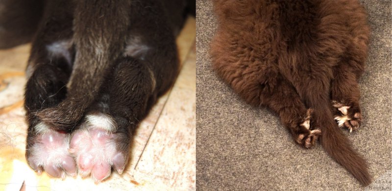 Фото: ньюфаундленд Funnewf Akvilon (Фанньюф Аквилон)