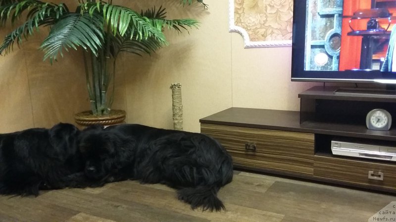 Фото: ньюфаундленд Nessi Blyek s  Lesnoy Zaimki (Несси Блэк с  Лесной Заимки), ньюфаундленд Super Premium Merlin Monro (Супер Премиум Мерлин Монро)