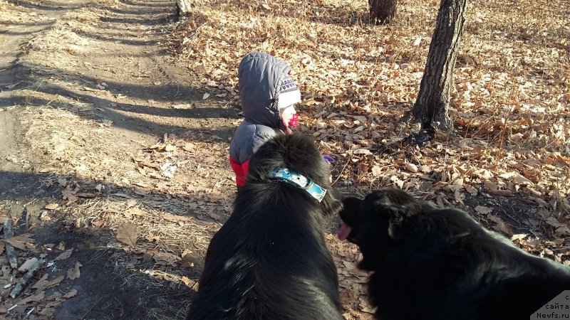 Фото: ньюфаундленд Super Premium Merlin Monro (Супер Премиум Мерлин Монро), ньюфаундленд Nessi Blyek s  Lesnoy Zaimki (Несси Блэк с  Лесной Заимки), внук