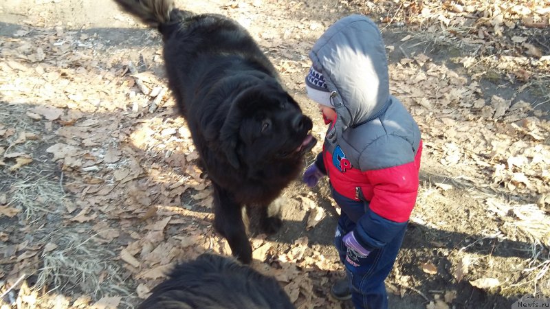 Фото: ньюфаундленд Nessi Blyek s  Lesnoy Zaimki (Несси Блэк с  Лесной Заимки)