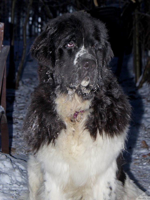 Фото: ньюфаундленд Piternyuf Banzay (Питерньюф Банзай)
