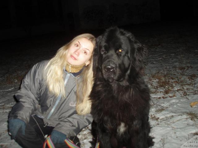 Фото: ньюфаундленд Mag Ispolin Kopperfil'd (Маг Исполин Копперфильд), Aleksandra Kanunnikova (Александра Канунникова)
