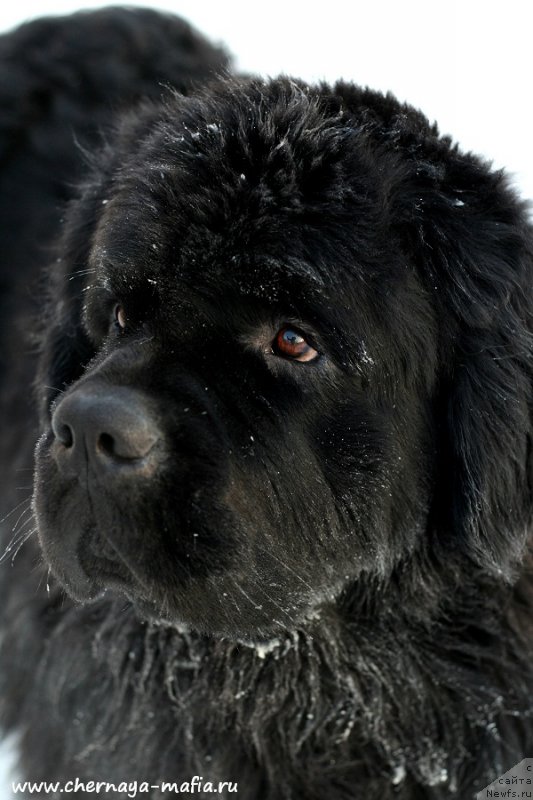 Фотография № 198650