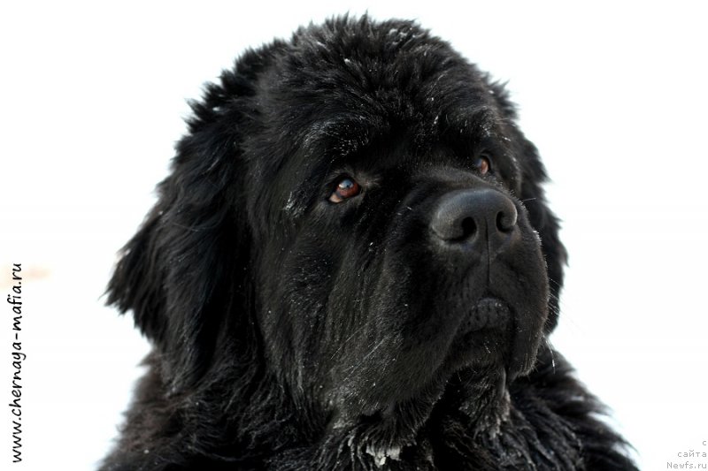 Фотография № 198653