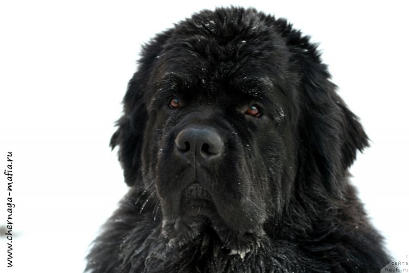 Фотография № 198654