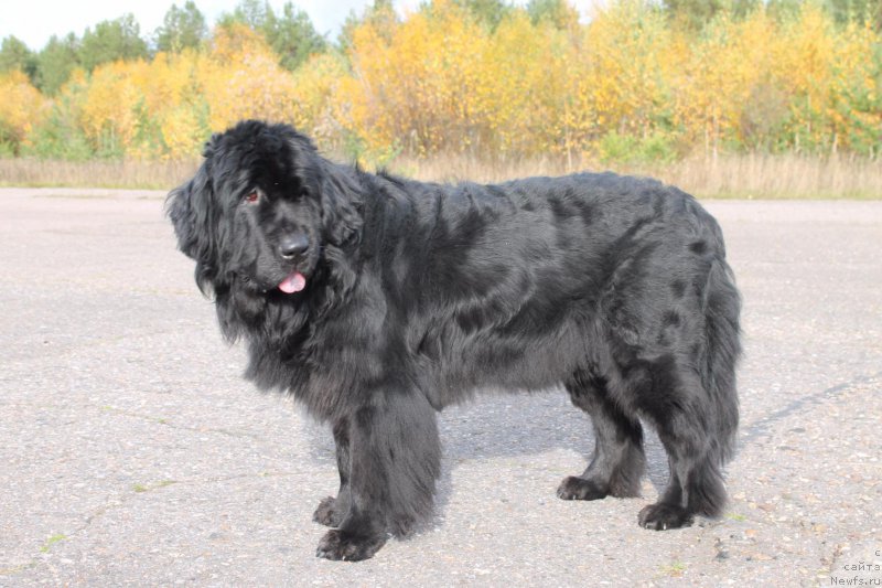 Фото: ньюфаундленд YAmayka Pesnya Lyubvi (Ямайка Песня Любви)