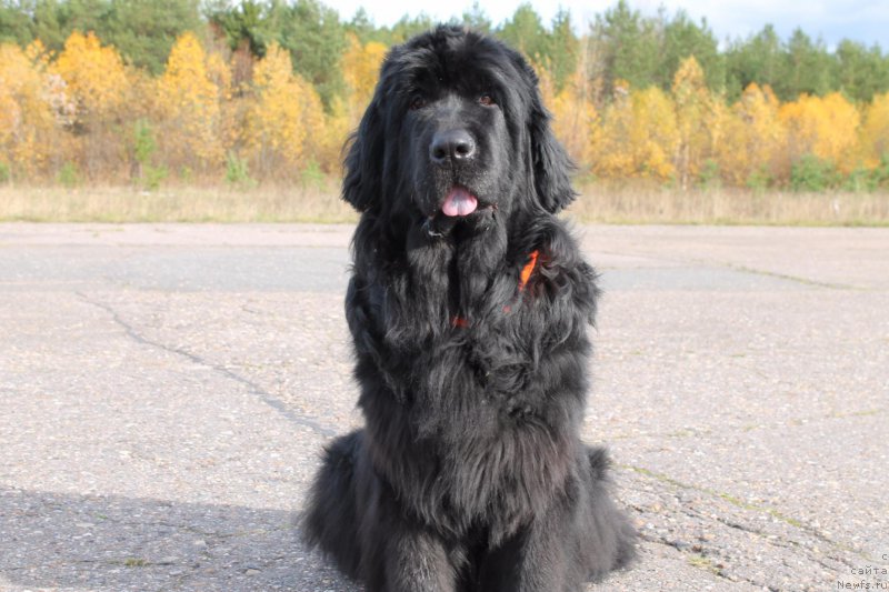 Фотография № 198659