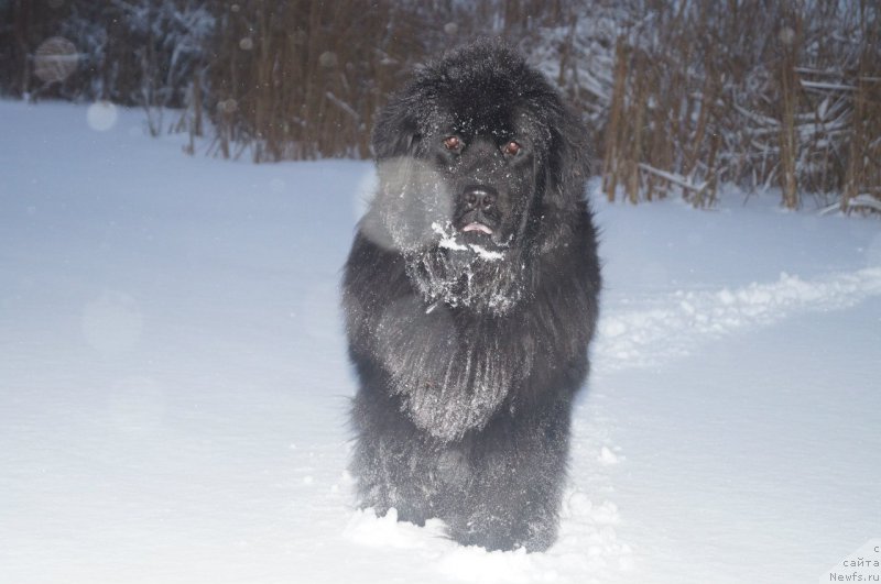 Фото: ньюфаундленд Imperatorskiy Kapriz Ikariya (Императорский Каприз Икария)