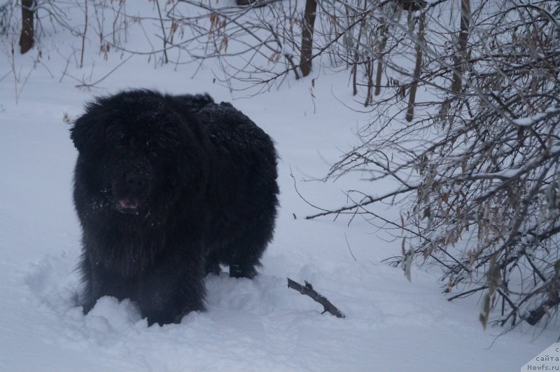 Фото: ньюфаундленд Imperatorskiy Kapriz Ikariya (Императорский Каприз Икария)