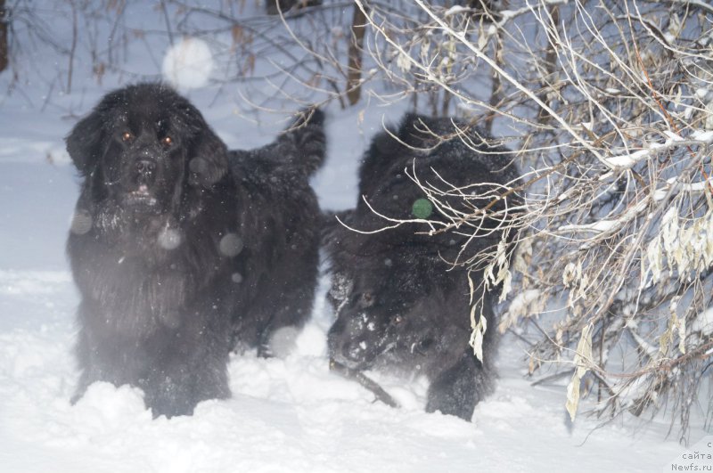 Фото: ньюфаундленд Arman'yak Dushi Moey (Арманьяк Души Моей), ньюфаундленд Imperatorskiy Kapriz Ikariya (Императорский Каприз Икария)