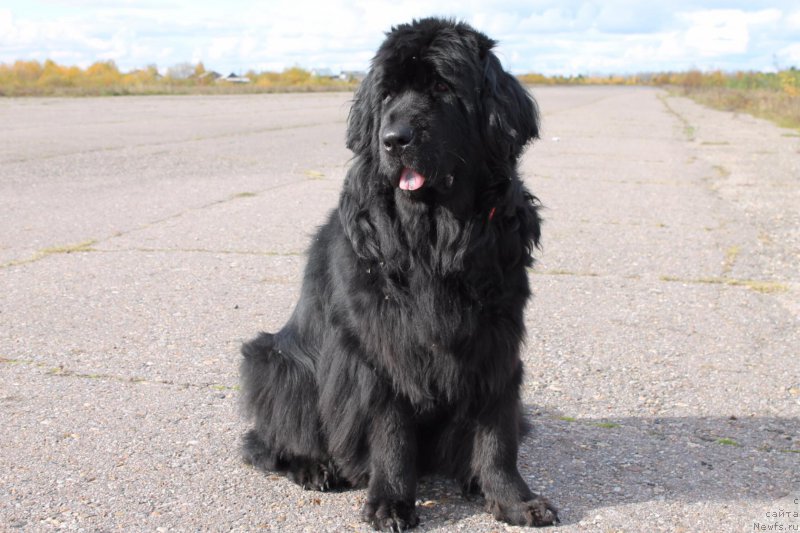 Фото: ньюфаундленд YAmayka Pesnya Lyubvi (Ямайка Песня Любви)