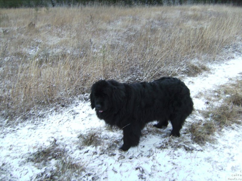 Фото: ньюфаундленд YAmayka Pesnya Lyubvi (Ямайка Песня Любви)