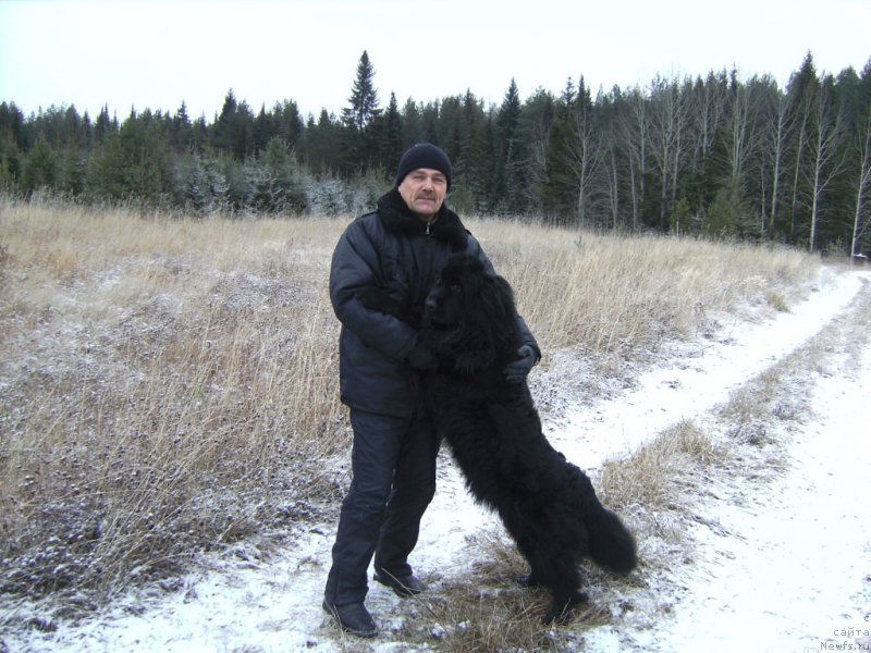 Фото: ньюфаундленд YAmayka Pesnya Lyubvi (Ямайка Песня Любви)