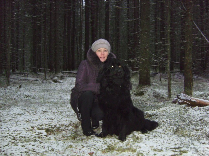 Фото: ньюфаундленд YAmayka Pesnya Lyubvi (Ямайка Песня Любви)