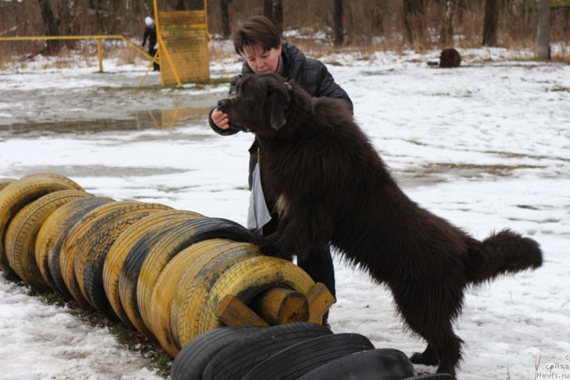 Фото: Elena Bogdanova (Елена Богданова), ньюфаундленд Angel Khranitel Gruffidd (Ангел Хранитель Граффидд)