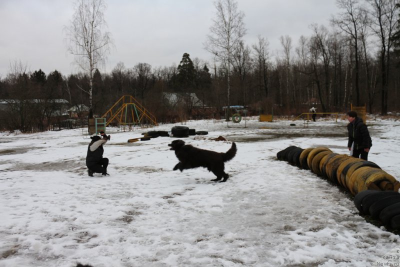 Фото: Aleksandra Fetisova (Александра Фетисова), ньюфаундленд Angel Khranitel Gruffidd (Ангел Хранитель Граффидд), Elena Bogdanova (Елена Богданова)