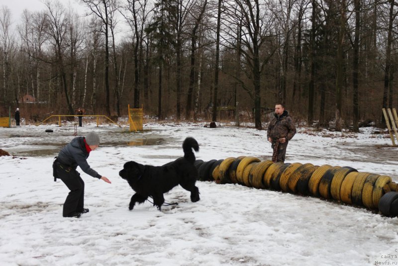 Фото: Larisa Kutina (Лариса Кутина), ньюфаундленд Vom Waterfall Land Backham (Вом Ватерфулл Лэнд Бэкхэм)