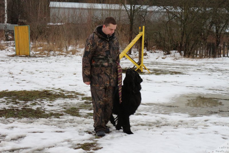 Фото: ньюфаундленд Vom Waterfall Land Backham (Вом Ватерфулл Лэнд Бэкхэм)