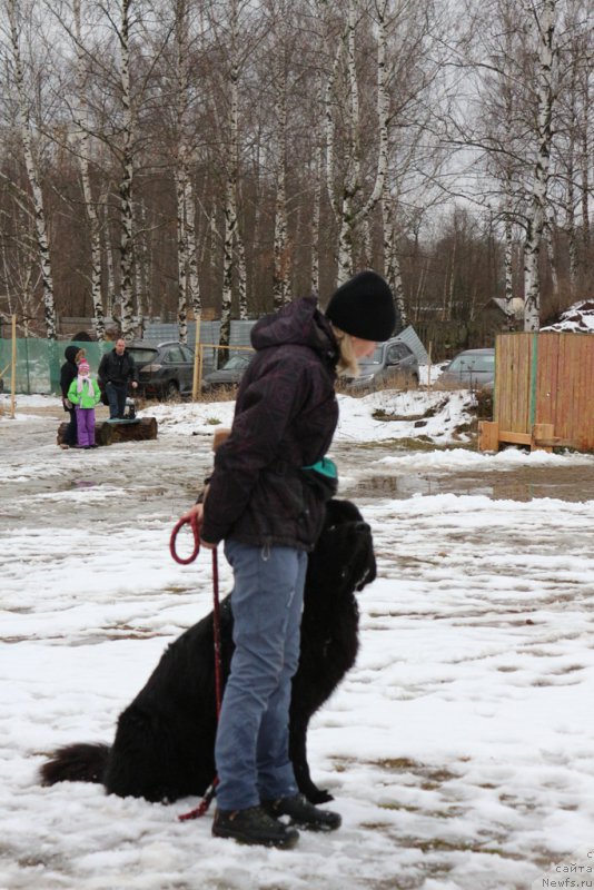 Фото: YUliya YAkusheva (Юлия Якушева), ньюфаундленд Beguschaya po Volnam CHicharitto (Бегущая по Волнам Чичаритто)