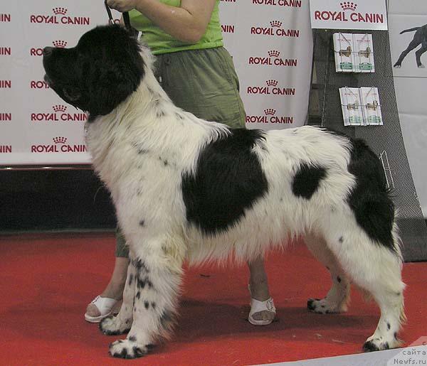 Фото: ньюфаундленд Mag Ispolin Evgraf (Маг Исполин Евграф)