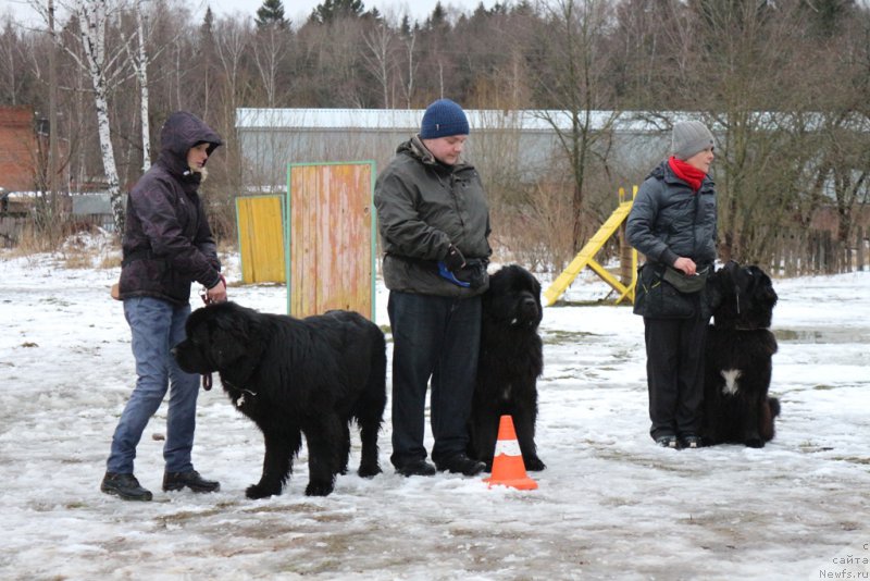Фото: YUliya YAkusheva (Юлия Якушева), ньюфаундленд Beguschaya po Volnam CHicharitto (Бегущая по Волнам Чичаритто), Aleksandr Ponomaryov (Александр Пономарёв), Конан (Сент-Джонс), Larisa Kutina (Лариса Кутина), ньюфаундленд Belkonder-Club Ugli-Boogli (Белкондер-Клаб Угли-Бугли)