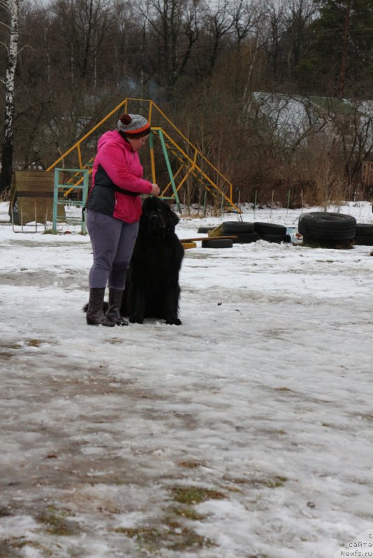 Фото: Oksana SHevchuk (Оксана Шевчук), ньюфаундленд Chisty Brilliant Amigo (Чистый Бриллиант Амиго)